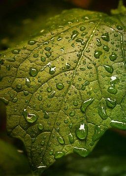 QuranBookk.com: Surah 36 - يس