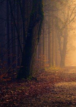 QuranBookk.com: Surah 89 - الفَجْر